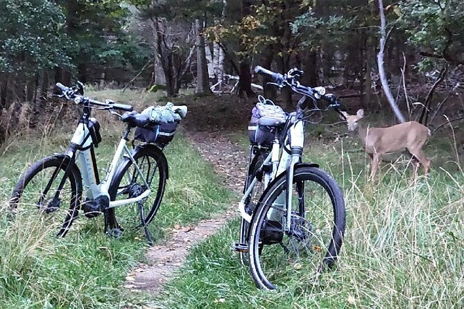 Guided Ebike Tour of Acadia National Park Carriage Roads - Duck Brook Bridge to Eagle Lake: the beaver pause and pond-side riding
