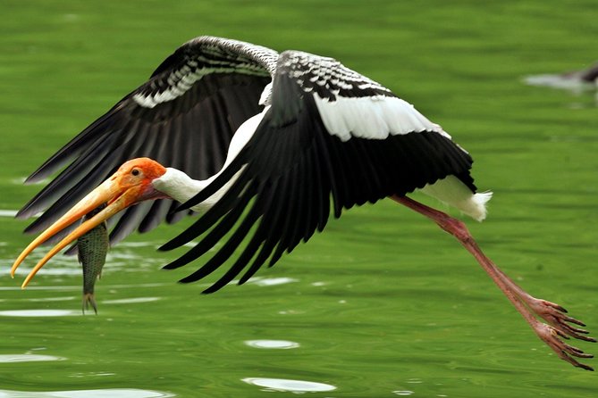 Guided Keoladeo Bird National Park Tour in Bharatpur from Jaipur - A 6am Start to Bharatpur: Private Transport That Cuts the Stress