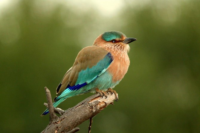 Guided Keoladeo Bird National Park Tour in Bharatpur from Jaipur - Bird-Watching at UNESCO Keoladeo: 375+ Species and the Siberian Crane Factor