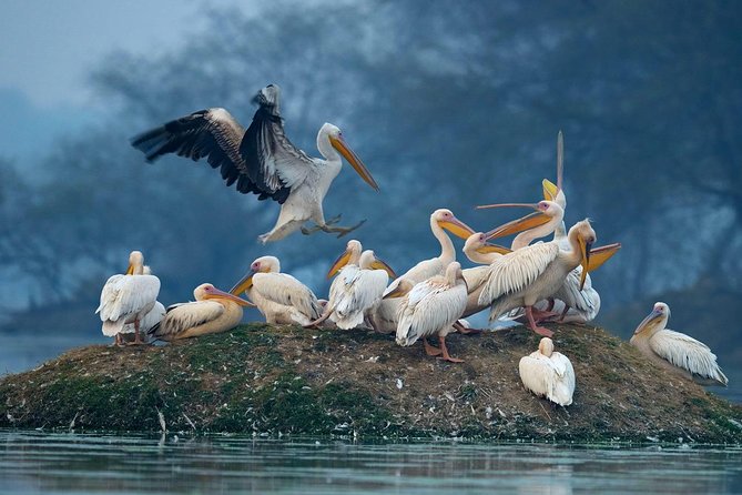 Guided Keoladeo Bird National Park Tour in Bharatpur from Jaipur - Price and Value: What $108 Gets You for a Private Keoladeo Day