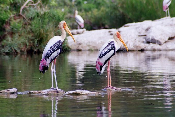 Guided Keoladeo Bird National Park Tour in Bharatpur from Jaipur - Should You Book This Private Keoladeo Tour?