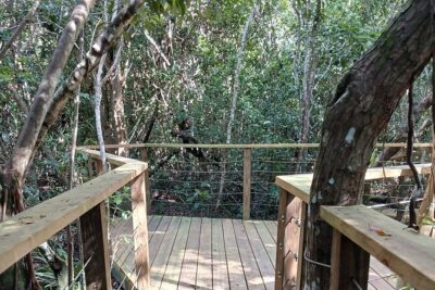 Guided Primeval Nature Walk Tour in Primeval Forest National Park - The Caves of New Providence stop: short, free, and good for atmosphere