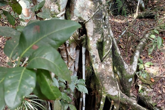 Guided Primeval Nature Walk Tour in Primeval Forest National Park - Clifton Heritage National Park and the Oldest Slave Village: the cultural stop you shouldn’t skip