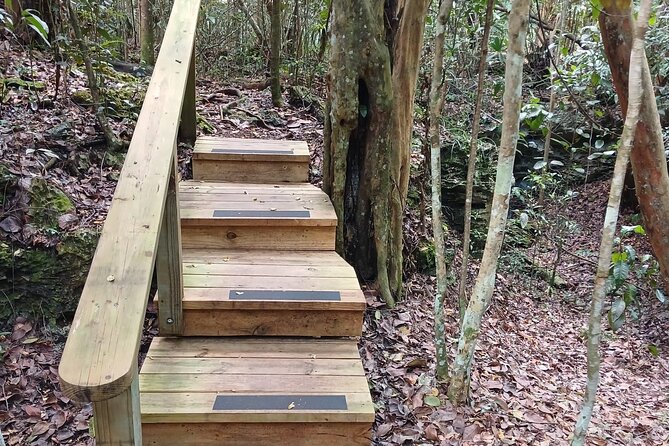 Guided Primeval Nature Walk Tour in Primeval Forest National Park - Price and value: what $130 gets you in practical terms