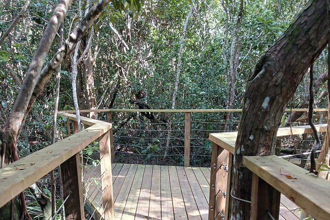 Guided Primeval Nature Walk Tour in Primeval Forest National Park - The Caves of New Providence stop: short, free, and good for atmosphere