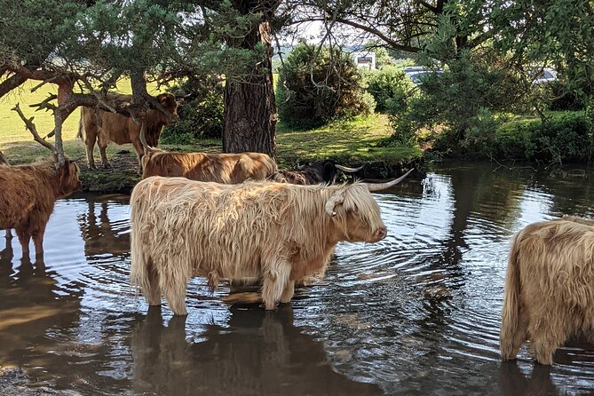 Guided Walking Tour of New Forest National Park in Hampshire - Why the New Forest is different from other English “parks”