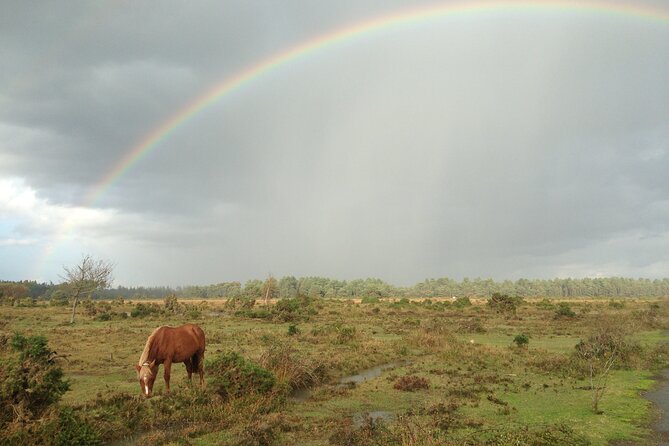 Guided Walking Tour of New Forest National Park in Hampshire - Wildlife spotting: what to expect beyond the obvious