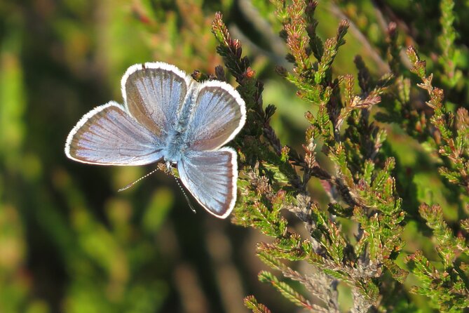 Guided Walking Tour of New Forest National Park in Hampshire - Timing and pace: the “2–3 km” reality check