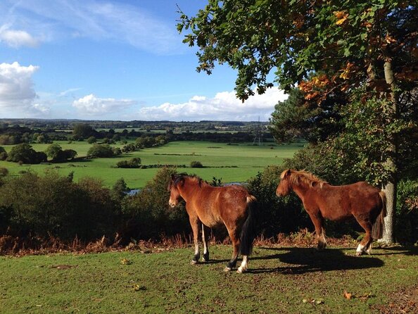 Guided Walking Tour of New Forest National Park in Hampshire - What you’ll learn on the main walk (and why it sticks)