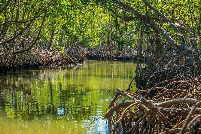 Haitises National Park with Paraiso Caño Hondo & Montaña Redonda - Hotel Pickup From Punta Cana: Start Early, Expect a Big Day