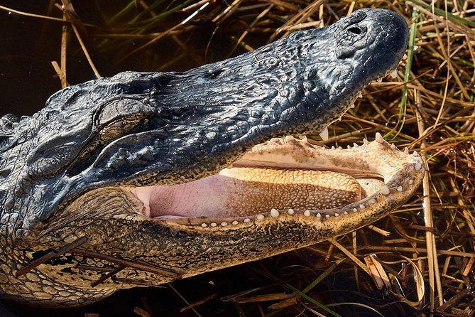 Half-day Everglades National Park Tour and 1-Hour Air Boat Ride - Everglades National Park Nature Walk: Easy Steps, Big Wildlife Energy