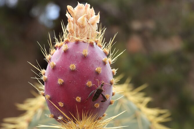 Half-Day Guided Hike in Joshua Tree National Park - Why a half-day guided hike beats the drive-and-stand routine