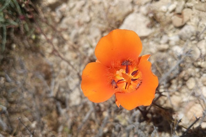 Half-Day Guided Hike in Joshua Tree National Park - Views, snack breaks, and the joy of walking off the main flow