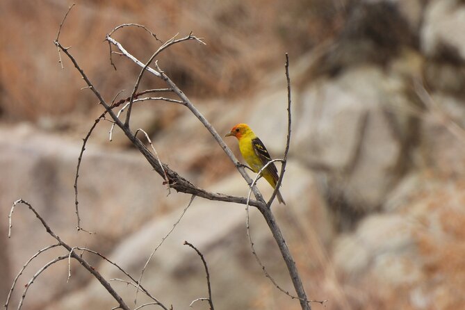 Half-Day Guided Hike in Joshua Tree National Park - Timing and season: morning or afternoon starts that match daylight