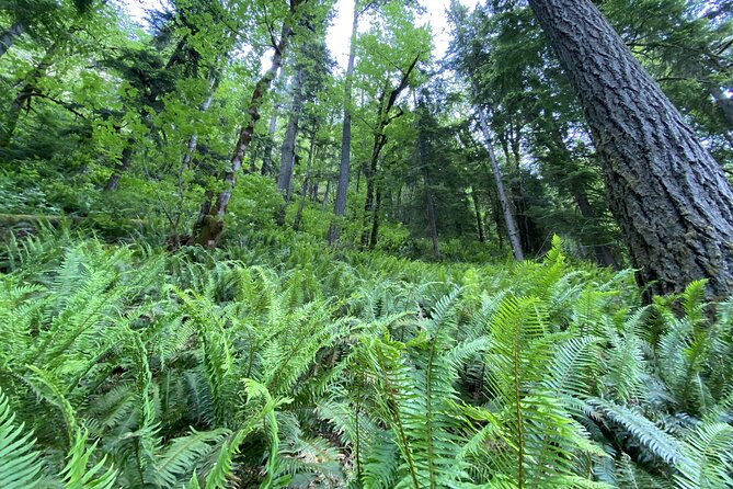 Half Day Guided Tour of Olympic National Park - From Port Angeles to Olympic National Park: The Fast-Track Plan