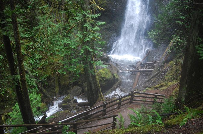 Half Day Guided Tour of Olympic National Park - The Van, the Timing, and the Small-Group Comfort