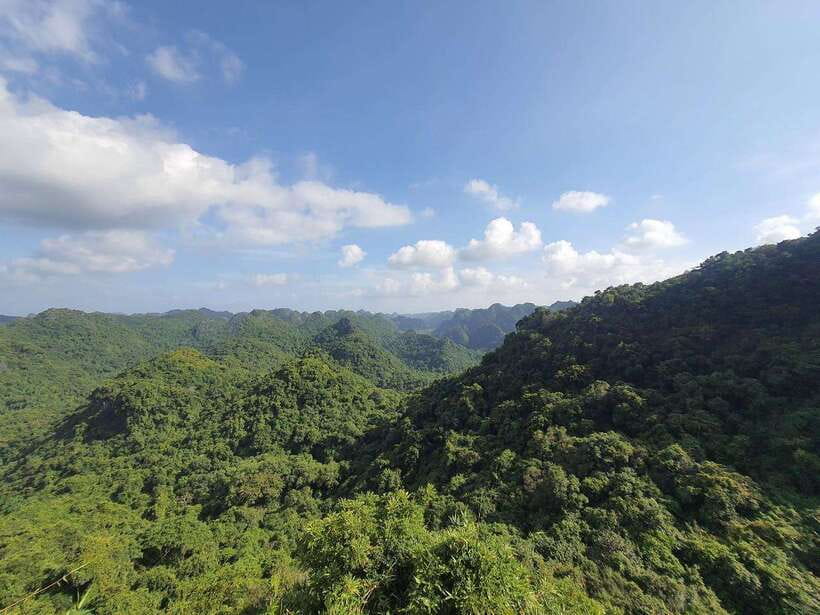 Half Day Hiking to Cat Ba National Park with a Guide - A half-day in Cat Ba: what this tour really delivers