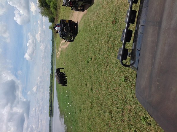 Half Day - Minneriya National Park Safari Tour From Habarana/Sigiriya - Why Minneriya makes sense for a half-day from Habarana or Sigiriya