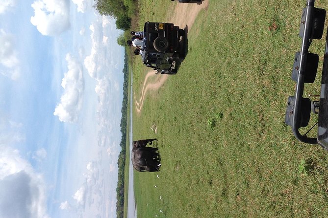 Half Day - Minneriya National Park Safari Tour From Habarana/Sigiriya - Who this Minneriya half-day safari is best for