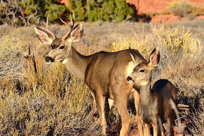 Half Day Private Arches National Park Guided Tour - Snacks, admissions, and the $695 value math