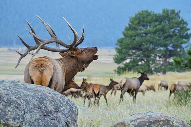 Half-Day Rocky Mountain National Park "Lake and Meadows Tour" - Wildlife Viewing Tips: What Your Guide Will Manage for You