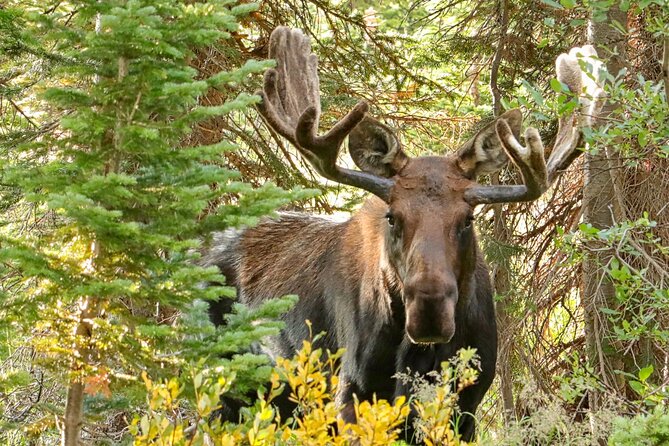 Half-Day Rocky Mountain National Park "Lake and Meadows Tour" - Estes Park Starting Point: A Day That Fits Before or After Your Hikes