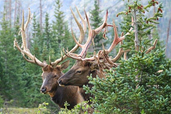 Half-Day Rocky Mountain National Park "Lake and Meadows Tour" - Price and Value: What You’re Paying For (and What to Budget)