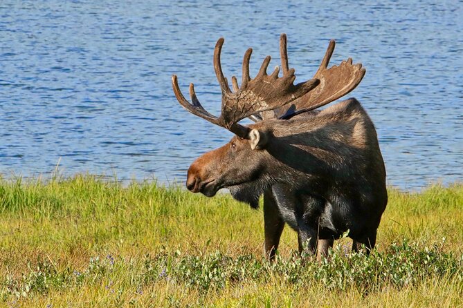 Half-Day Rocky Mountain National Park "Lake and Meadows Tour" - Who This Tour Suits Best (and Who Might Want a Different Plan)