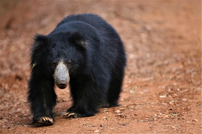 Half Day Safari at Yala National Park with Lunch - Half-day Yala Safari from Galle: why this route is smart