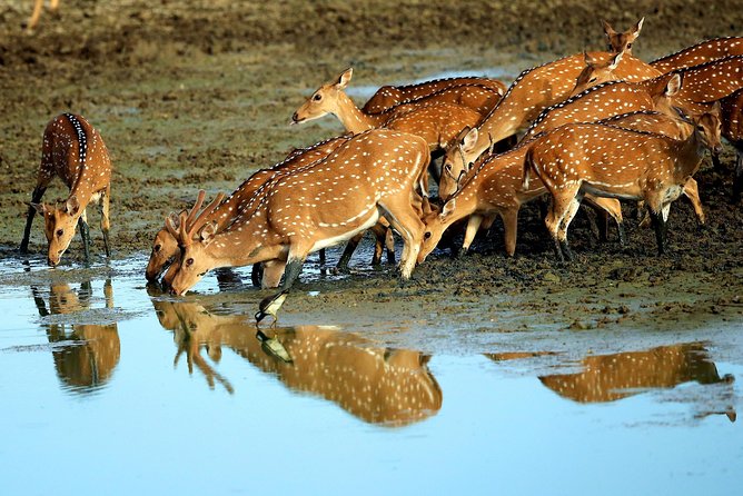 Half Day Safari at Yala National Park with Lunch - What you might see: leopards, crocs, elephants, sloth bears, and 215 bird species
