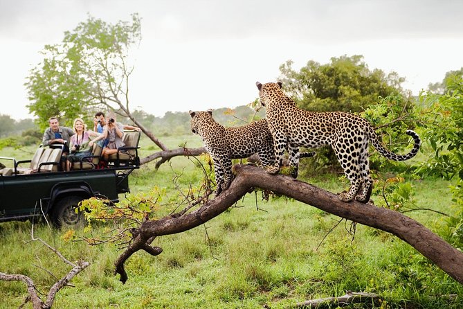 Half Day Safari at Yala National Park with Lunch - Lunch at a local restaurant: energy for the return drive