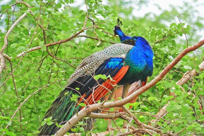 Half Day Safari at Yala National Park with Lunch - Price and value at $189: what you’re really paying for
