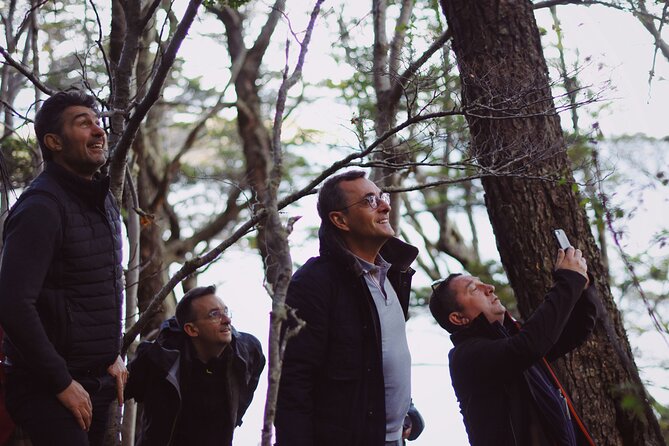 Half-Day Tierra del Fuego National Park with Train - What the train rides feel like in real life