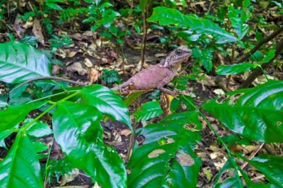 Half Day Trekking Cat Ba National Park - Quan Y Cave: a wartime hospital hidden inside the mountain