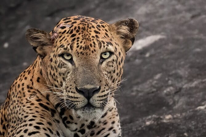 Half Day trip in Yala National Park - Key things that make this Yala half-day work