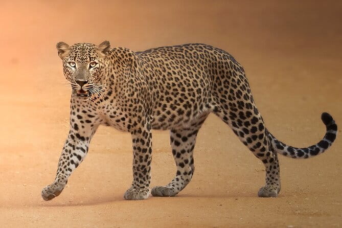 Half Day trip in Yala National Park - Why a 4:30am start changes your Yala odds