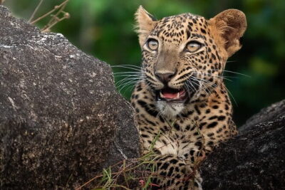 Half Day trip in Yala National Park - The jeep ride and small group setup (6 passengers)