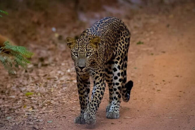 Half Day trip in Yala National Park - How the guide’s tracking skill actually shows up