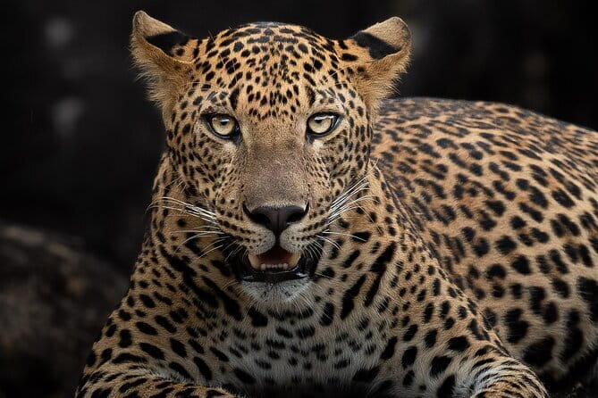 Half Day trip in Yala National Park - Price and value: is $72 per person fair for Yala?