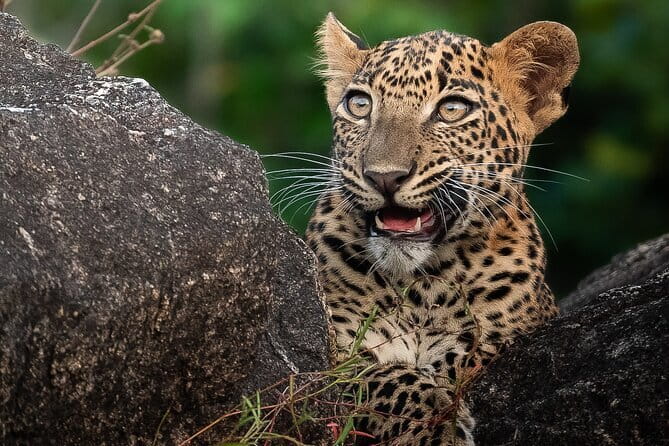 Half Day trip in Yala National Park - The jeep ride and small group setup (6 passengers)