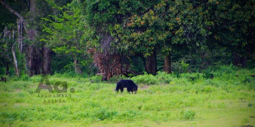 Half-Day Wild Safari in Yala National Park - Key things I’d bank on