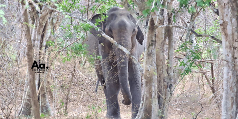 Half-Day Wild Safari in Yala National Park - Price and Value: Is $112 a Fair Deal?