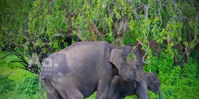 Half-Day Wild Safari in Yala National Park - First, What This Half-Day Safari Is Really Like