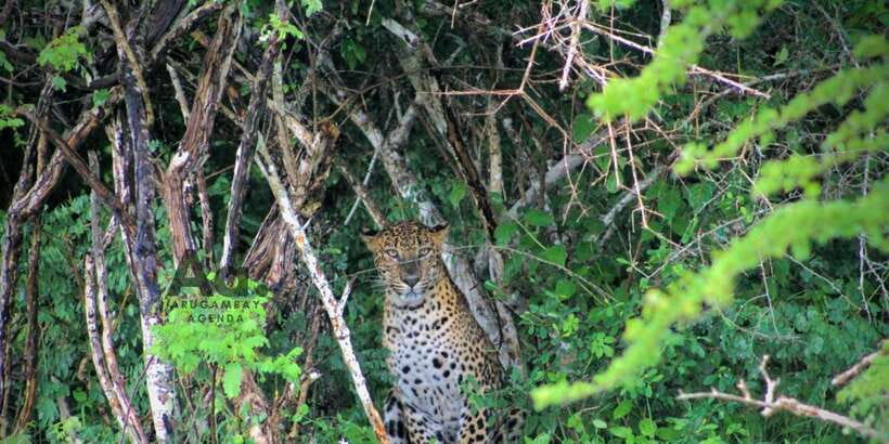 Half-Day Wild Safari in Yala National Park - Morning vs Evening: Choosing Your Safari Light