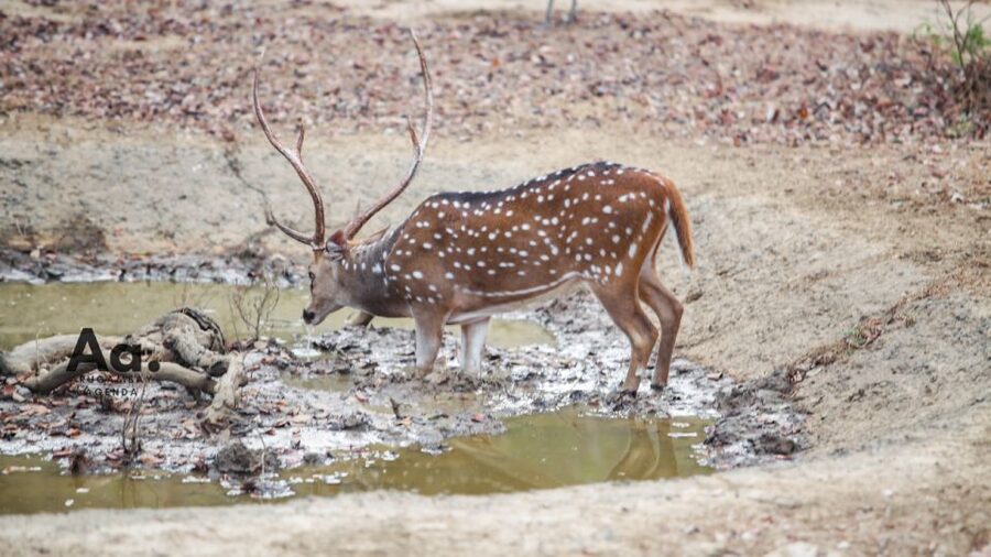 Half-Day Wild Safari in Yala National Park - Inside Yala: What the Game Drive Time Actually Does