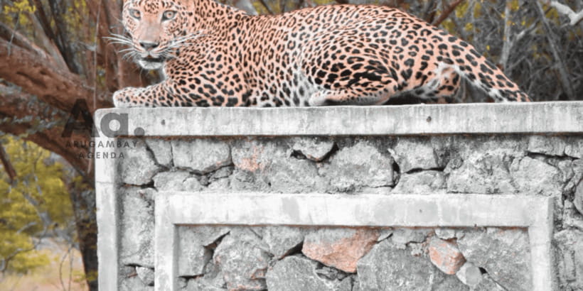 Half-Day Wild Safari in Yala National Park - The Rock Formations Stop: More Than a Photo Moment