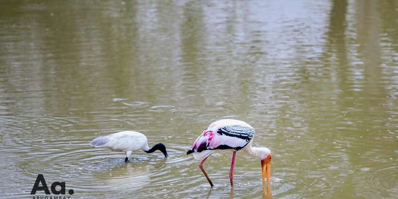 Half-Day Wild Safari in Yala National Park - King Coconut Refreshment: Small Stop, Big Benefit