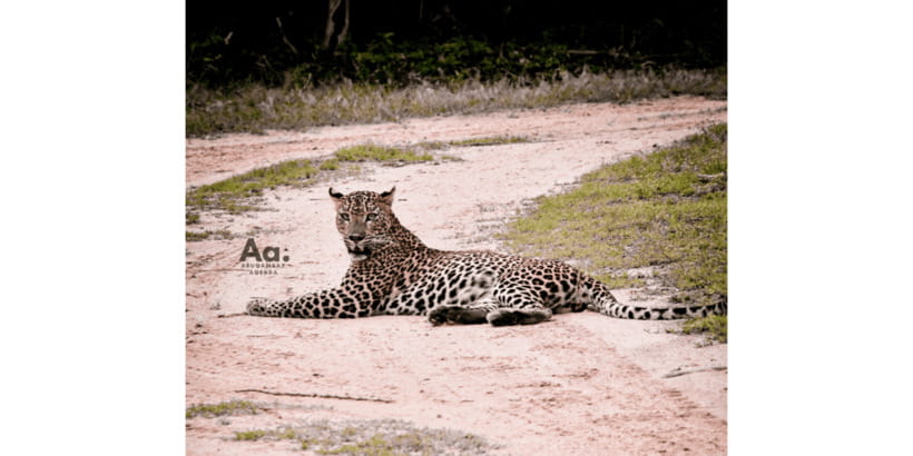 Half-Day Wild Safari in Yala National Park - Pickup From Tissamaharama or Lukasgoda (and How Timing Feels)