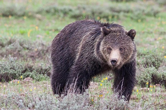 Half-Day Wildlife Safari Tour in Grand Teton National Park - Quick take: what makes this safari work