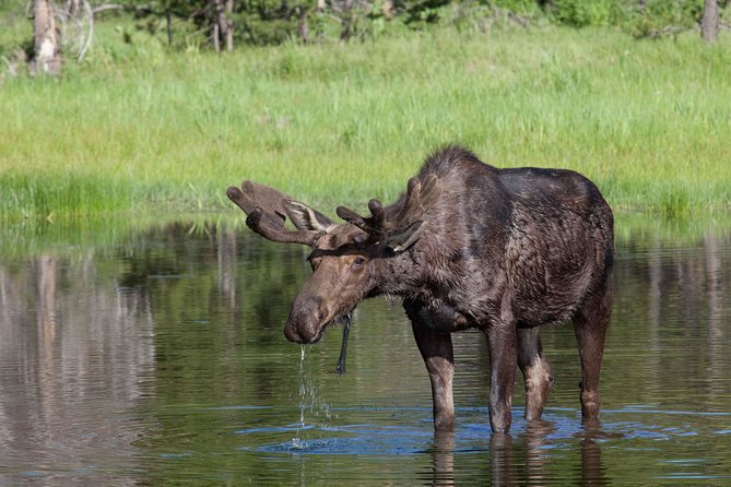 Half-Day Wildlife Safari Tour in Grand Teton National Park - Why Jackson Hole wildlife looks better with a small van